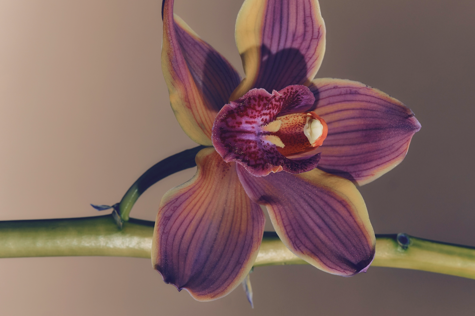 The Art of Slow, Mindful Fragrance - 129