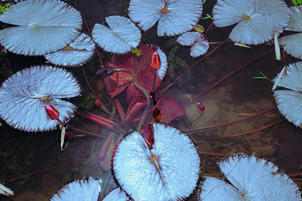 Fragrance & Calm This Christmas | Grounding the Mind and Spirit - 113