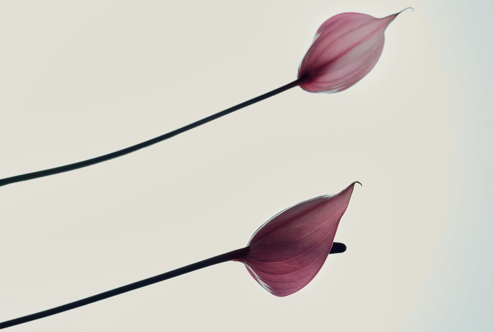 Stillness in Scent | Perfume Samples - 106