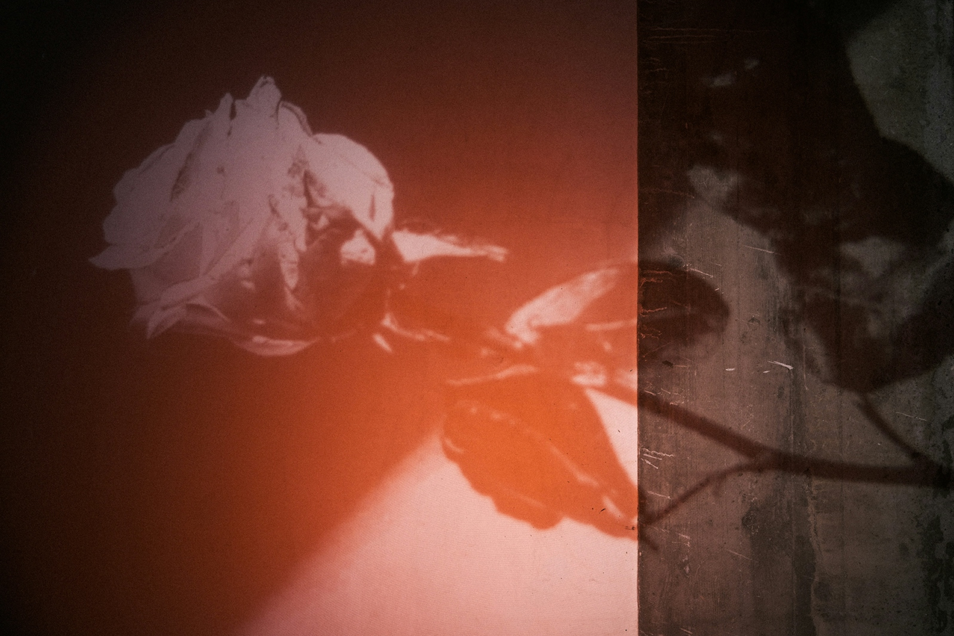 The Invisible Thread — On Scent & Memory